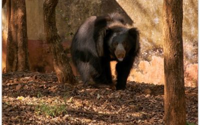 ತರೀಕೆರೆ ಏರಿಯಾ – ಧಮಾ ಧಂ ಕರಡಿ ಖಲಂದರ್
