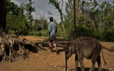 ಶಿವನೆಂಬ ಆನೆಮರಿ ಮತ್ತು ಗೀತಾಳೆಂಬ ಜೇನುಕುರುಬರ ತಾಯಿ