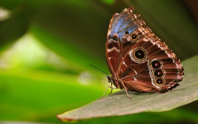 ತರೀಕೆರೆ ಏರಿಯಾ – ಚಿಟ್ಟೆಗಳ ಕಲಾವಿದೆ