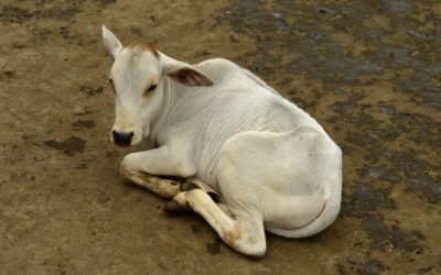 ವೈದೇಹಿ ಕಾಲಂ- ಹಾಯ್ಗುಳಿ ದೈವಕ್ಕೆ ಅಡ್ಡ ಬಿದ್ದೆ