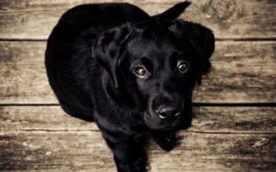 ಪಟ್ಟಣ ಪುರಾಣ – ಇವಳು ಗದ್ದ ನೆಕ್ಕಿ ಮುದ್ದಿಟ್ಟ ಮಹಾರಾಣಿ