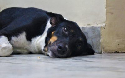 ತರೀಕೆರೆ ಏರಿಯಾ: ಮುಂದುವರಿದ ನಾಯಿಪುರಾಣ