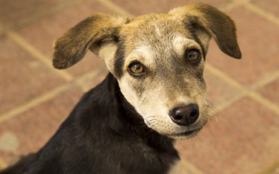 ತರೀಕೆರೆ ಏರಿಯಾ: ನಾಯಿಪುರಾಣದ ಮೊದಲ ಕಂತು