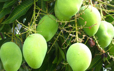 ಉಗಾದಿಯ ಮೂರು ಚಿತ್ರಗಳು : ರಹಮತ್ ಬರಹ