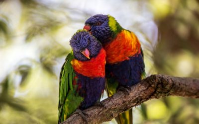 ವಸಂತಕ್ಕೊಂದು ಪ್ರೇಮಿಗಳ ಕತೆ: ಅನಿವಾಸಿಯ ಆಸ್ಟ್ರೇಲಿಯಾ ಪತ್ರ