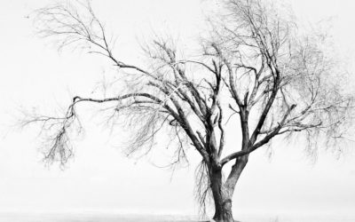 ಬಿಸಿಲುಕೋಲು- ನಿಸರ್ಗವನ್ನು ಅರಿತೆವು ಎಂಬ ಒಣ ಹಮ್ಮು