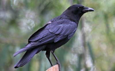 ಅನಿವಾಸಿ ಆಸ್ಟ್ರೇಲಿಯಾ ಪತ್ರ