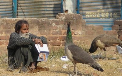 ತರೀಕೆರೆ ಕಾಲಂ: ಹಕ್ಕಿದನಿಗೆ ಯಾವ ಅರ್ಥವಿದೆ?
