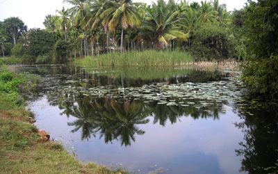 ತರೀಕೆರೆ ಕಾಲಂ: ಬಂಗಾಳದ ಪುಖೂರ್‌ಗಳು