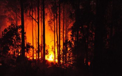 ಬೆಂಕಿನಾಡಿನ ಬೇಸಿಗೆ ಕಿಚ್ಚು: ಅನಿವಾಸಿಯ ಆಸ್ಟ್ರೇಲಿಯಾ ಪತ್ರ