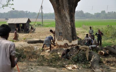 ಕದ್ದು ಮುಚ್ಚಿ ಮರವ ಕಡಿದು: ಅನಿವಾಸಿಯ ಆಸ್ಟ್ರೇಲಿಯಾ ಪತ್ರ