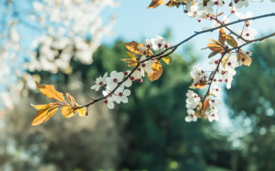 ಬೇಲಿಯಾಚೆಯವನ ಸಂಸಾರ: ಅನಿವಾಸಿಯ ಆಸ್ಟ್ರೇಲಿಯಾ ಪತ್ರ