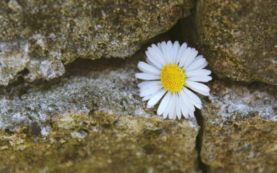 ಕಥೆಗಾರ ವ್ಯಾಸರು ಅಸುನೀಗಿ ಒಂದು ವರ್ಷ