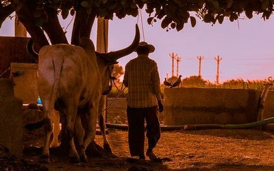 ಹಸು ಸಾಕುವ ಕಷ್ಟಸುಖಗಳು: ಎ.ಪಿ.ರಾಧಾಕೃಷ್ಣ ಬರಹ