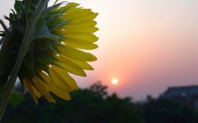 ಅನಿವಾಸಿ ಆಸ್ಟ್ರೇಲಿಯಾ ಪತ್ರ