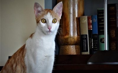 ಅಂಕಣಕ್ಕೆ ಸಿಲುಕಿಕೊಂಡ ತಾಯಿಬೆಕ್ಕು: ಅಬ್ದುಲ್ ರಶೀದ್ ಅಂಕಣ