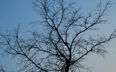 ಇರುವೆಗೆ ಆನೆಯ ಕಷ್ಟ: ಅಬ್ದುಲ್ ರಶೀದ್ ಅಂಕಣ