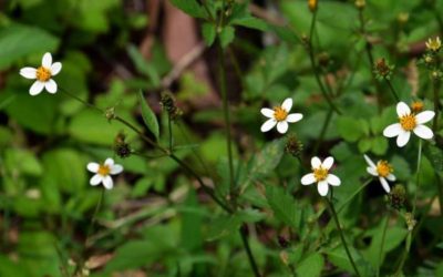 ಹಳೆಯ ಕಾಲದ ಮನೋಚಿಕಿತ್ಸಕ ಡಾಕ್ಟರ ಕಥೆ : ಅಬ್ದುಲ್ ರಶೀದ್ ಅಂಕಣ