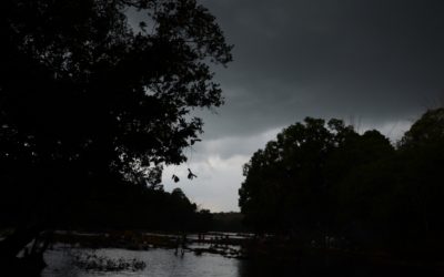 ಕಾಳಿ ತೋರಿಸಿದ ಕಾಡು ದಾರಿ: ಅಬ್ದುಲ್ ರಶೀದ್ ಅಂಕಣ