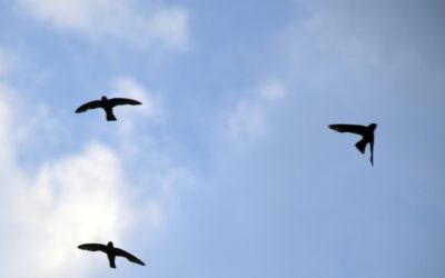 ಮಳೆಹಕ್ಕಿ ಸಂಸಾರ ಸಾರ: ಅಬ್ದುಲ್ ರಶೀದ್ ಅಂಕಣ