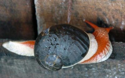 ಗೆಳೆಯನಂತಿರುವ ಈ ಚೆಲುವ ಬಸವನ ಹುಳ: ಅಬ್ದುಲ್ ರಶೀದ್ ಅಂಕಣ