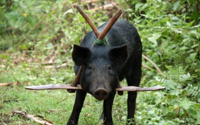 ಹಂದಿಗಳೂ ಮತ್ತು ಅಂಕಣಕಾರನೂ… : ಅಬ್ದುಲ್ ರಶೀದ್ ಅಂಕಣ