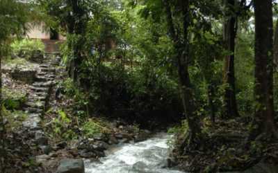 ಹೆಣ್ಣುಕೋಳಿಯ ವೃದ್ದಾಪ್ಯದ ದಿನಗಳು: ಅಬ್ದುಲ್ ರಶೀದ್ ಅಂಕಣ