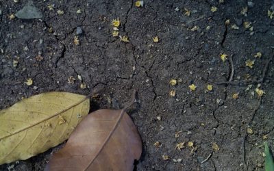 ಅನಿವಾಸಿ ಬರೆದಿರುವ ಆಸ್ಟ್ರೇಲಿಯಾ ಪತ್ರ