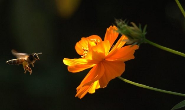 ಸಂಕ್ರಾಂತಿಯ ಹೊತ್ತಿಗೆ  ಮತ್ತೆ ಕೆಂಡಸಂಪಿಗೆ