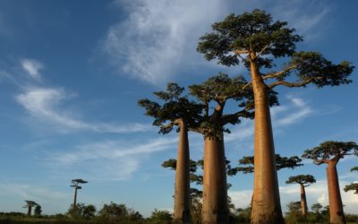 ಪ್ಯಾಪಿಲಾನ್ ಬರೆದ ಮಡಗಾಸ್ಕರ್ ಸಮಾಚಾರ