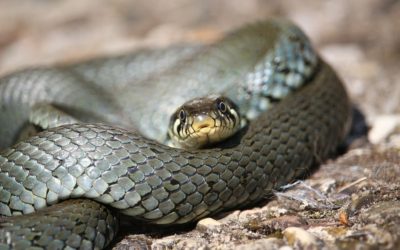 ಪತಿದೇವರಂತಹ ವಯೋವೃದ್ಧ ಉರಗ: ಅಬ್ದುಲ್ ರಶೀದ್ ಅಂಕಣ