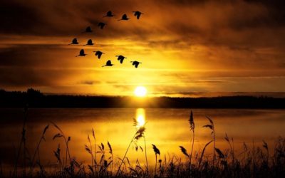 ಕವಿಯ ಕಂಪೌಂಡಿನ ಸೀಬೆಮರ : ಅಬ್ದುಲ್ ರಶೀದ್ ಅಂಕಣ