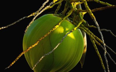 ನಾ.ಡಿಸೋಜಾ ಕಲಿತ ಮೊದಲ ಕನ್ನಡ ಪದ್ಯ