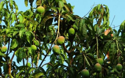 ಹೊಸತನದ ಹಾಡಿಗೆ ಕಾದಿರುವ ಹೊಸ ಸಂವತ್ಸರ