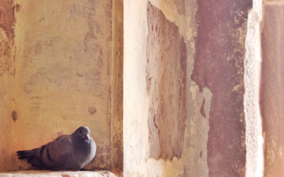 ಹಕ್ಕಿಯ ಹಿಕ್ಕೆ ಮತ್ತು ಆರ್ಕಿಟೆಕ್ಚರ್:ವಸ್ತಾರೆ  ಪಟ್ಟಣ ಪುರಾಣ