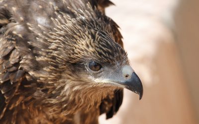 ‘ಹದ್ದು’ ಮೀರಿದ ಹಾದಿ:ಭಗವತಿ ಬರೆಯುವ ಅಲಕ್ಷಿತ ಹಕ್ಕಿಗಳ ಕಥನ