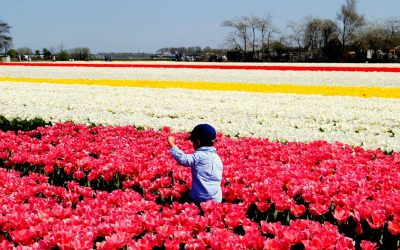 ನಗುವ ಹೂಗಳ ಕಿನ್ನರ ದೇಶ ನೆದರ್ ಲ್ಯಾಂಡ್ಸ್