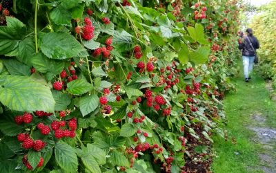 ಕಡಲ ಅಡಿಯ ಜನರ ಕೃಷಿ ಬದುಕು: ಸೀಮಾ ಹೆಗಡೆ ಅಂಕಣ