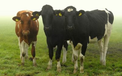 ಚೀಸನು ಮೆಲ್ಲದ ನಾಲಗೆ ಯಾಕೆ?:ಸೀಮಾ ಹೆಗಡೆ ಅಂಕಣ