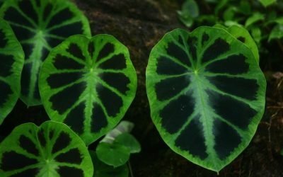 ಮಾಳದ ಕಾಡಲ್ಲಿ ಬದುಕಿರುವ ಶಂಕರ ಜೋಶಿಯವರು:ಪ್ರಸಾದ್ ಶೆಣೈ ಕಥಾನಕ