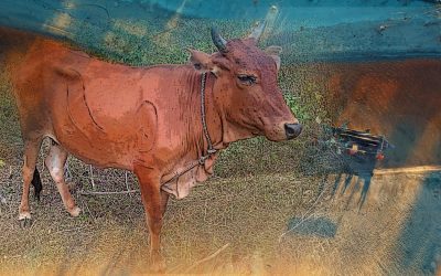 ನನ್ನ ಉಪ್ಪಾಪನಿಗೊಂದು ಕೆಂಪಿ ಇತ್ತು:ಫಾತಿಮಾ ರಲಿಯ ಅಂಕಣ