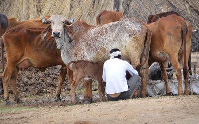 “ಮನೆಯಂಗಳದಿ ಕರುವೊಂದು ಚಂಗನೇ…”: ರೂಪಶ್ರೀ ಅಂಕಣ