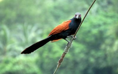 ಎನ್ನಯ ಹಕ್ಕಿಗಳ ಲೋಕ:ಮುನವ್ವರ್ ಪರಿಸರ ಕಥನ