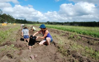 ಆಸ್ಟ್ರೇಲಿಯಾದಲ್ಲಿ ಸಾವಯವ ಆಹಾರ:ವಿನತೆ ಶರ್ಮಾ ಅಂಕಣ