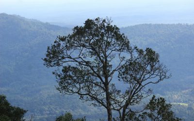 ಪಿಸುನುಡಿವ ಕಾಡಲ್ಲಿ ಕೇಳಿಸಿದ ಹಾಡು