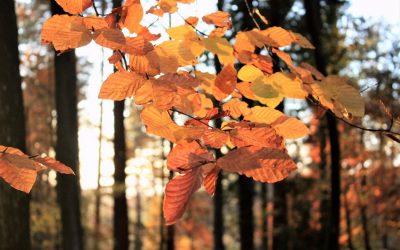 ಈಗಲೂ ಸಾಲುಗಳನ್ನು ಜೋಡಿಸಿಕೊಳ್ಳುವ ಕೀಟ್ಸ್ ಕವಿಯ ಶರತ್ಕಾಲದ ಕವಿತೆ