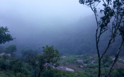 ಕಾಡು ನೋಡ ಹೋಗಿ ಮೊಲವ ಕಂಡು ಬಂದೆ:ಮುನವ್ವರ್ ಪರಿಸರ ಕಥನ