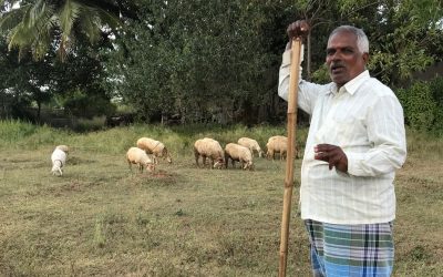 ಅಮೇರಿಕಾದ ಡಾಲಸ್ ನಲ್ಲಿ ಉಳಿದಿರುವ ಕೌ ಕ್ಯಾಂಪ್ ನ ಚಿತ್ರಗಳು: ಸುಜಾತಾ ತಿರುಗಾಟ ಕಥನ