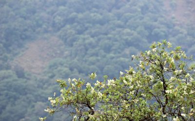 ಹಬ್ಬಿದಾ ಬಂಜಾರುಮಲೆಯ ಮಧ್ಯದೊಳಗೆ: ಪ್ರಸಾದ್ ಶೆಣೈ ಕಥಾನಕ