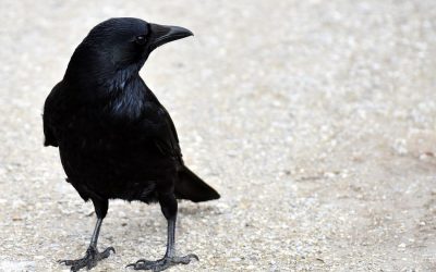 ಅವರು ಬೀಳಿಸಿದ ಗೂಡಿನಲ್ಲಿ ಕಾಗೆಯ ಮರಿಗಳಿದ್ದವು: ಮುನವ್ವರ್ ಪರಿಸರ ಕಥನ